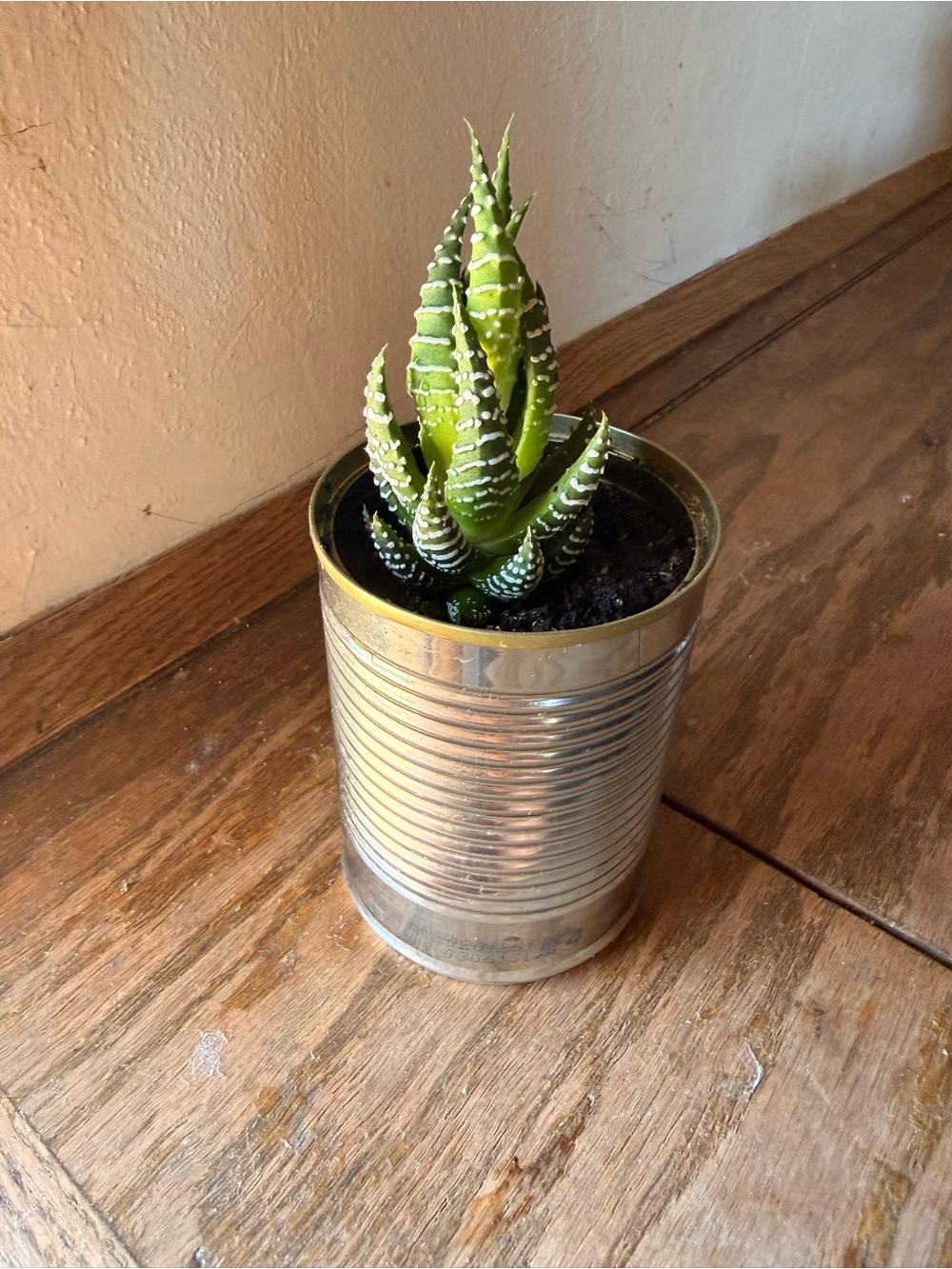 Small Haworthia Zebra Succulent in Silver Tin Planter - 3 inch